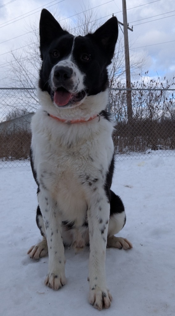 Jimmy, an adoptable Border Collie, Husky in Muskegon, MI, 49443 | Photo Image 6