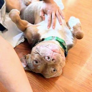 Tooki, Senior Male Pit Bull Terrier