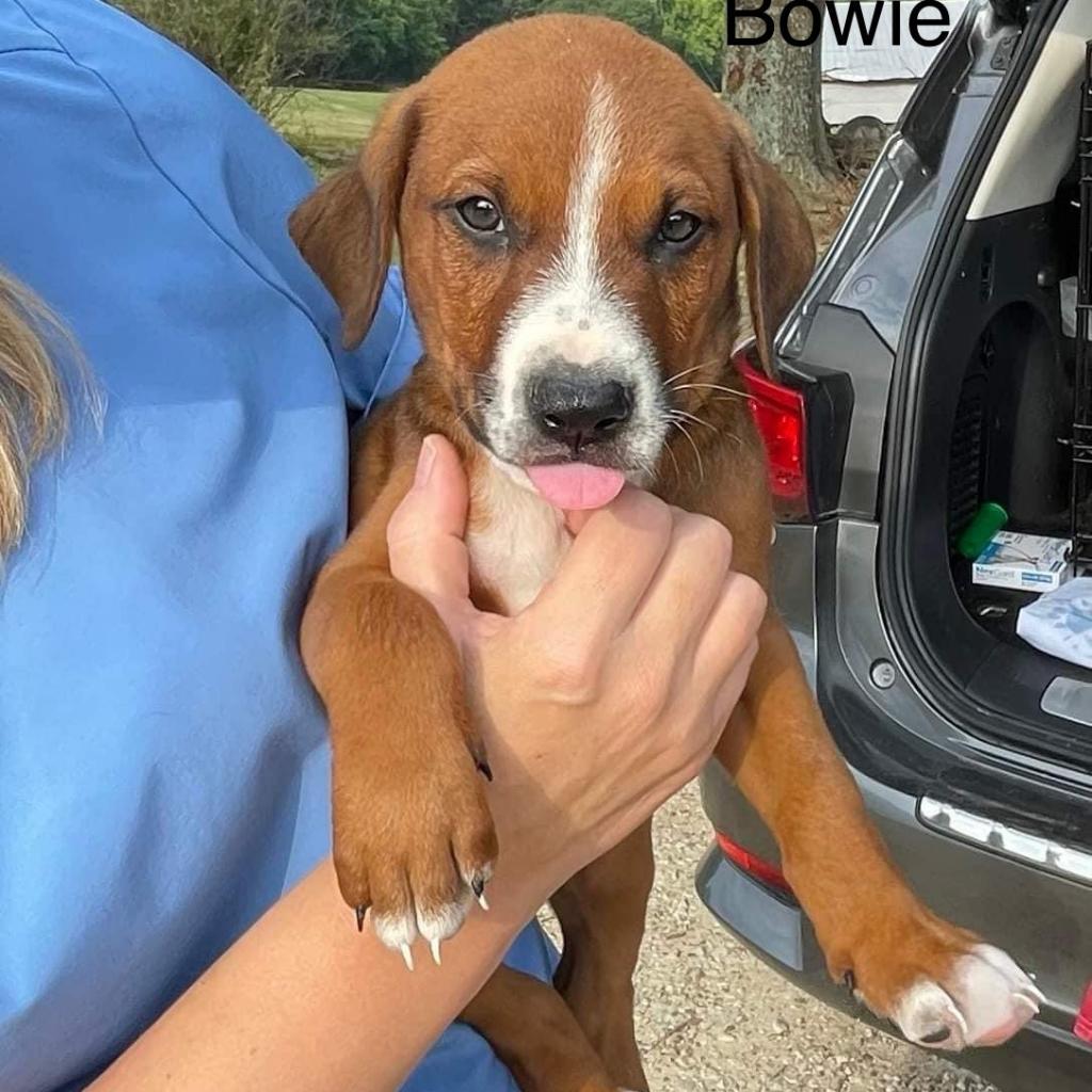 Bowie