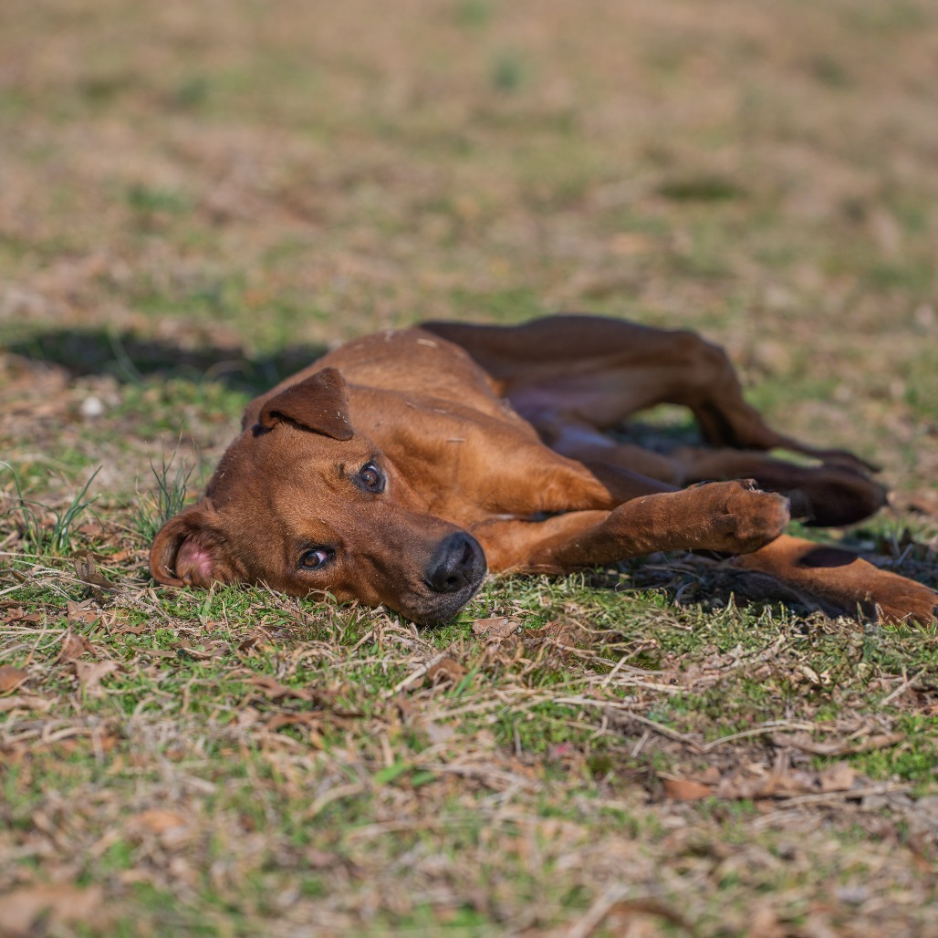 Freddie, an adoptable Doberman Pinscher, Pit Bull Terrier in Bethlehem, NH, 03574 | Photo Image 1
