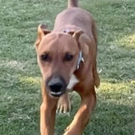 Freddie, an adoptable Doberman Pinscher, Pit Bull Terrier in Bethlehem, NH, 03574 | Photo Image 2
