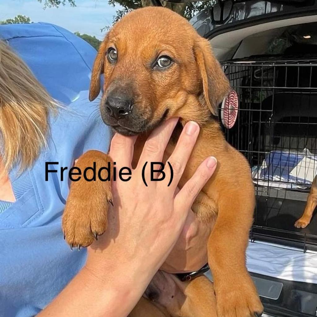 Freddie