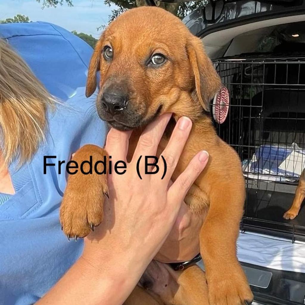 Freddie, an adoptable Doberman Pinscher, Pit Bull Terrier in Bethlehem, NH, 03574 | Photo Image 5
