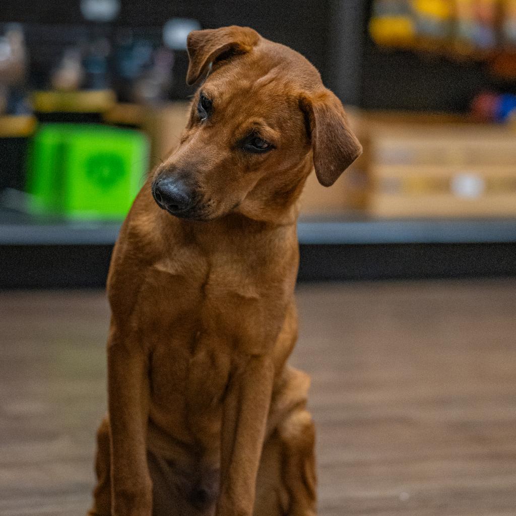 Axel