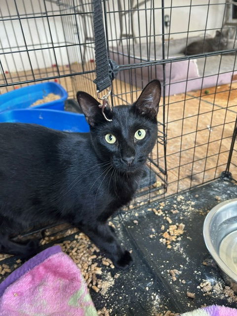 Bean - TV, an adoptable Domestic Short Hair in Council Bluffs, IA, 51501 | Photo Image 1