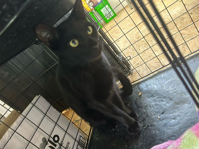 Bean - TV, an adoptable Domestic Short Hair in Council Bluffs, IA, 51501 | Photo Image 2