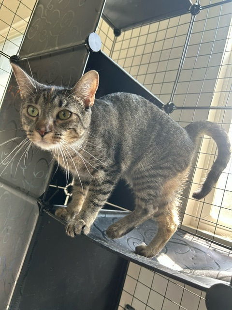 CoCo - TV, an adoptable Tabby in Council Bluffs, IA, 51501 | Photo Image 1