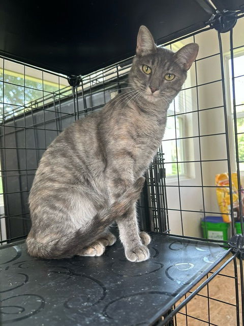 Chloe - TV, an adoptable Tabby in Council Bluffs, IA, 51501 | Photo Image 1