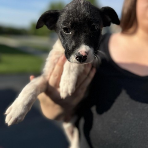 Sophie, an adoptable Mixed Breed in Sartell, MN, 56377 | Photo Image 2