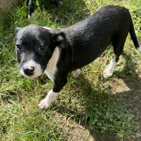 Sophie, an adoptable Mixed Breed in Sartell, MN, 56377 | Photo Image 4