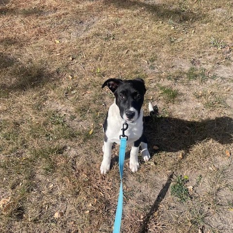 Sophie, an adoptable Mixed Breed in Sartell, MN, 56377 | Photo Image 5