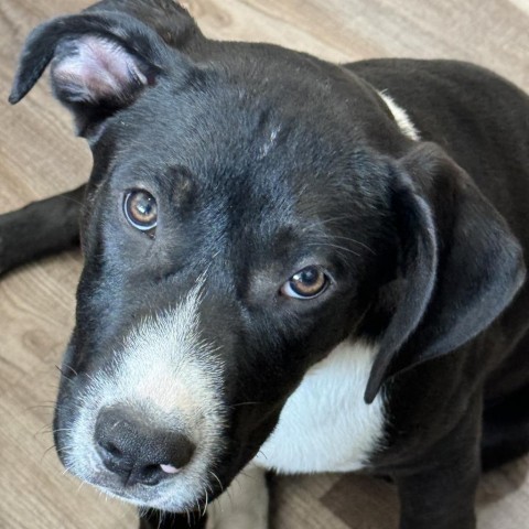 Spike, an adoptable Mixed Breed in Sartell, MN, 56377 | Photo Image 1