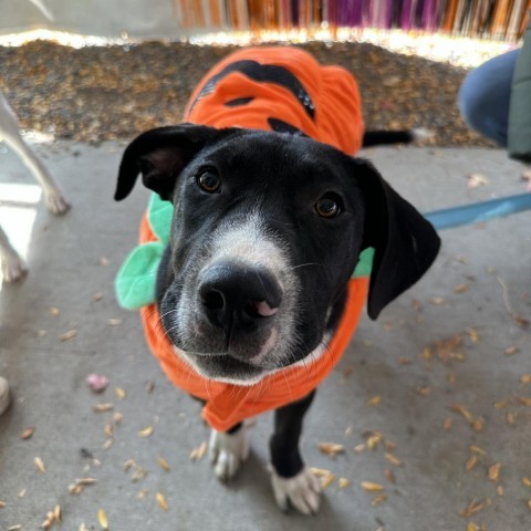 Spike, an adoptable Mixed Breed in Sartell, MN, 56377 | Photo Image 3