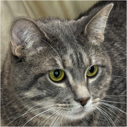 Jasper, an adoptable Domestic Short Hair in Riverton, WY, 82501 | Photo Image 1