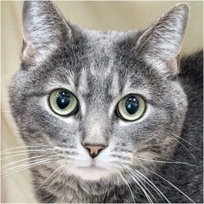 Wendy, an adoptable Domestic Short Hair in Riverton, WY, 82501 | Photo Image 1