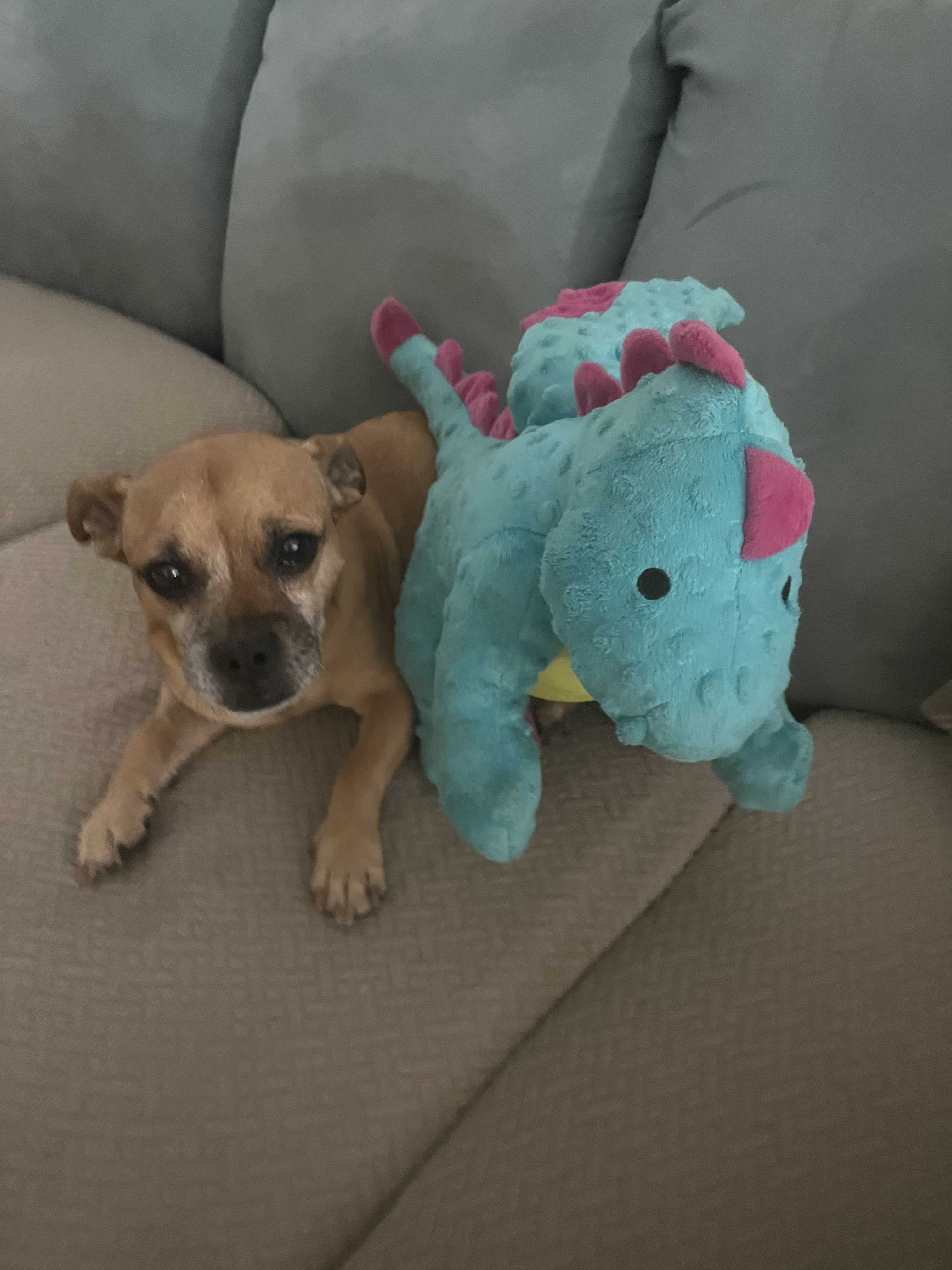 Pupper, an adoptable Pug, Chihuahua in Tracy, CA, 95304 | Photo Image 1
