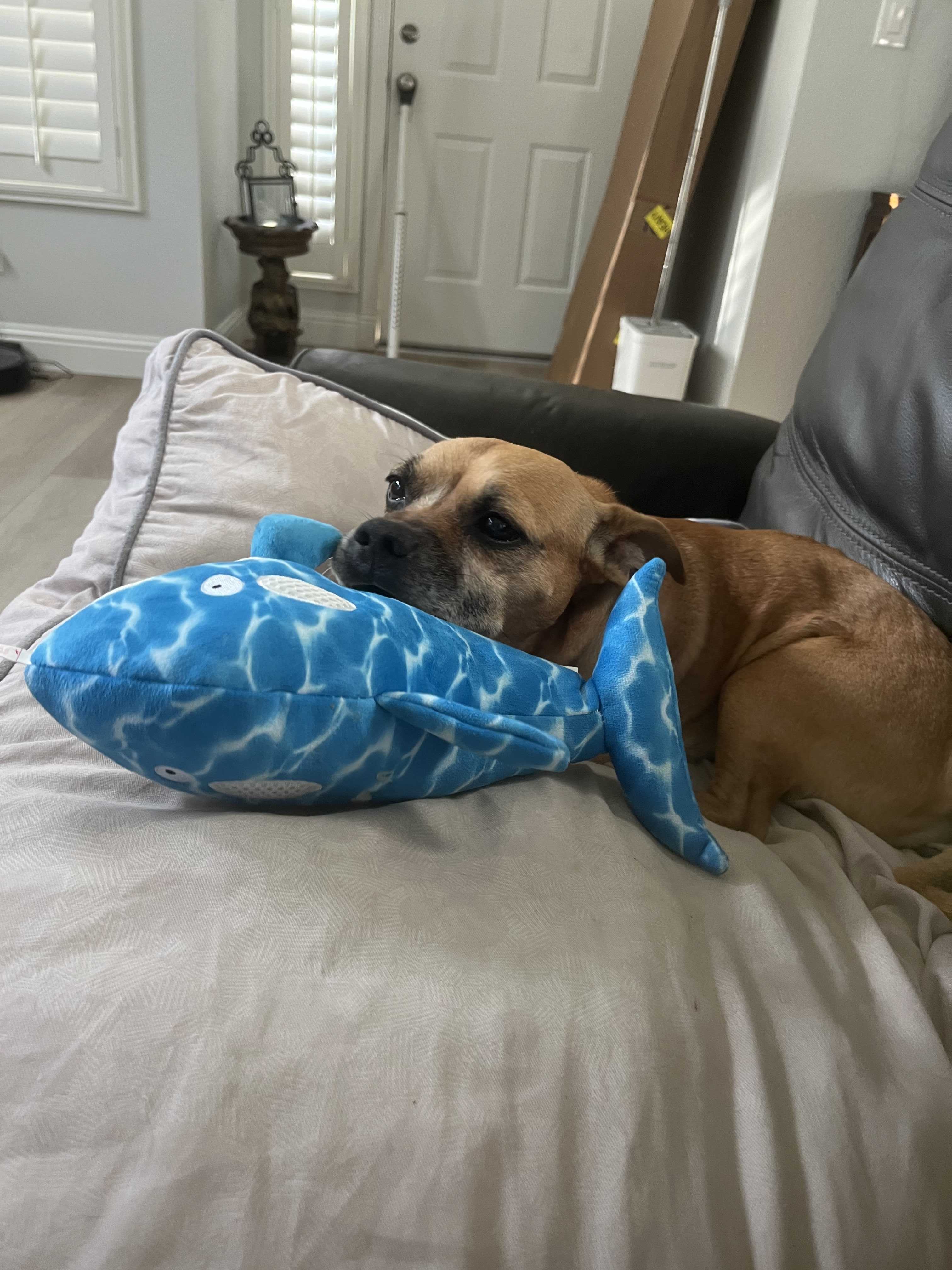 Pupper, an adoptable Pug, Chihuahua in Tracy, CA, 95304 | Photo Image 3