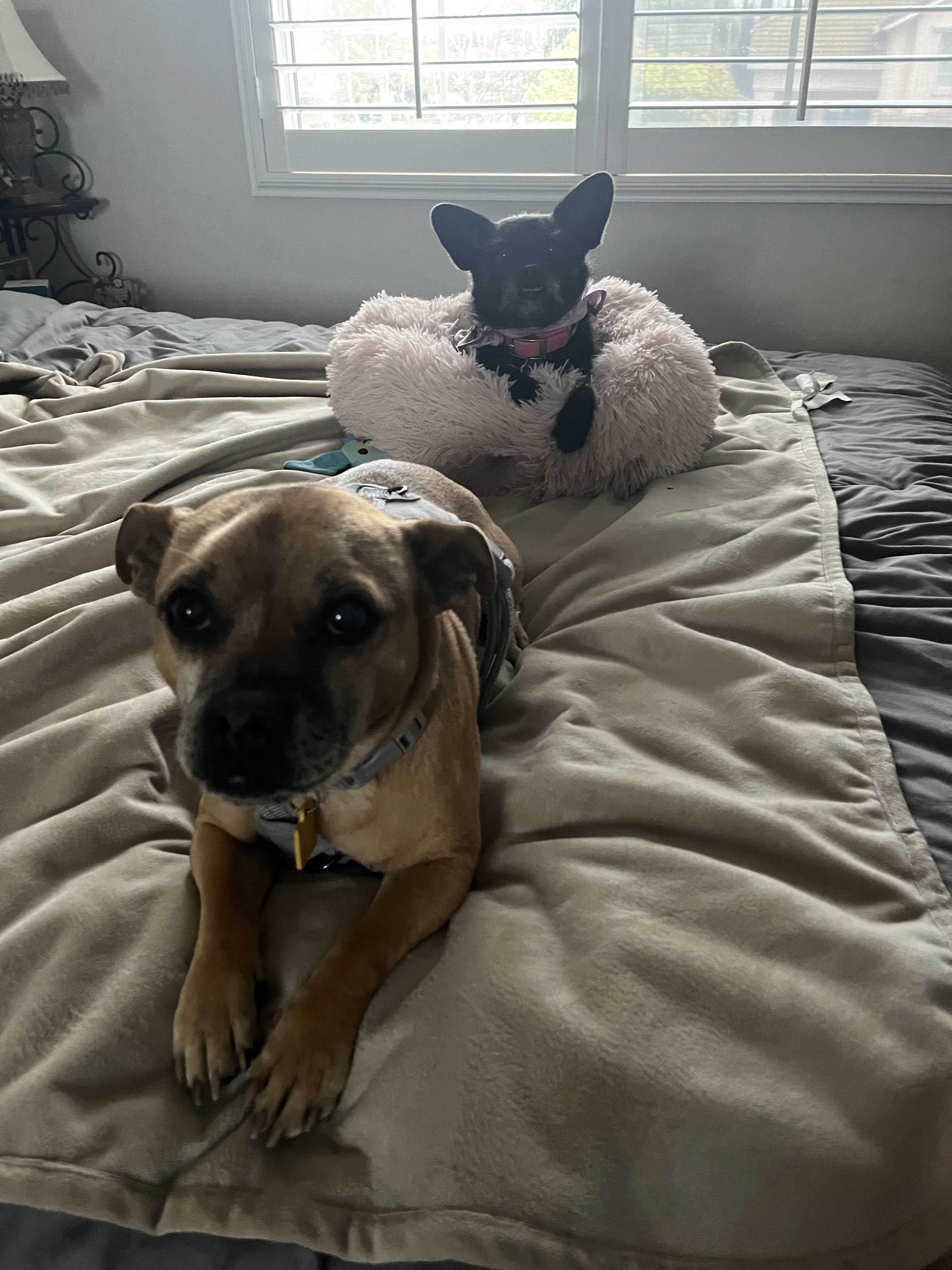 Pupper, an adoptable Pug, Chihuahua in Tracy, CA, 95304 | Photo Image 4