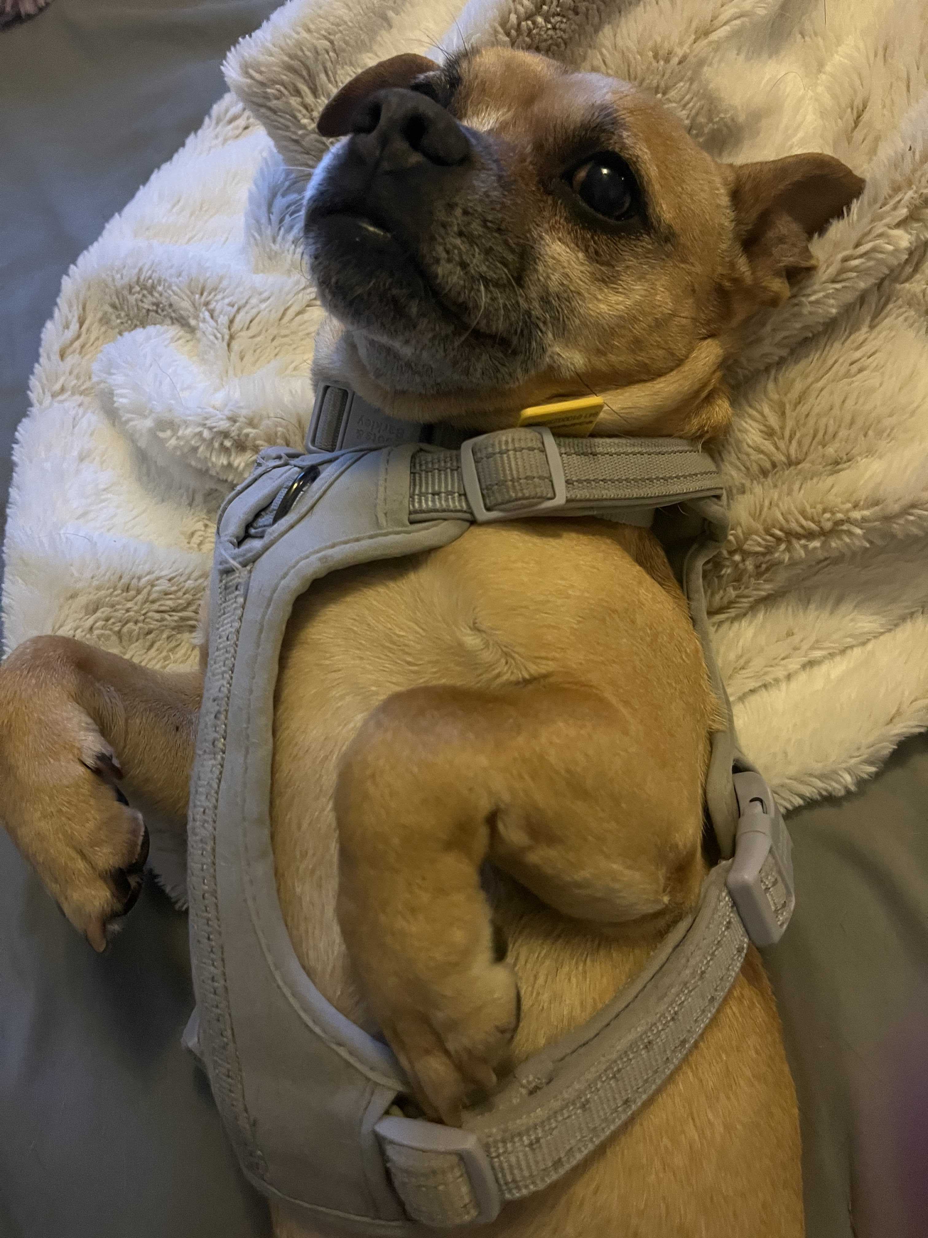 Pupper, an adoptable Pug, Chihuahua in Tracy, CA, 95304 | Photo Image 5