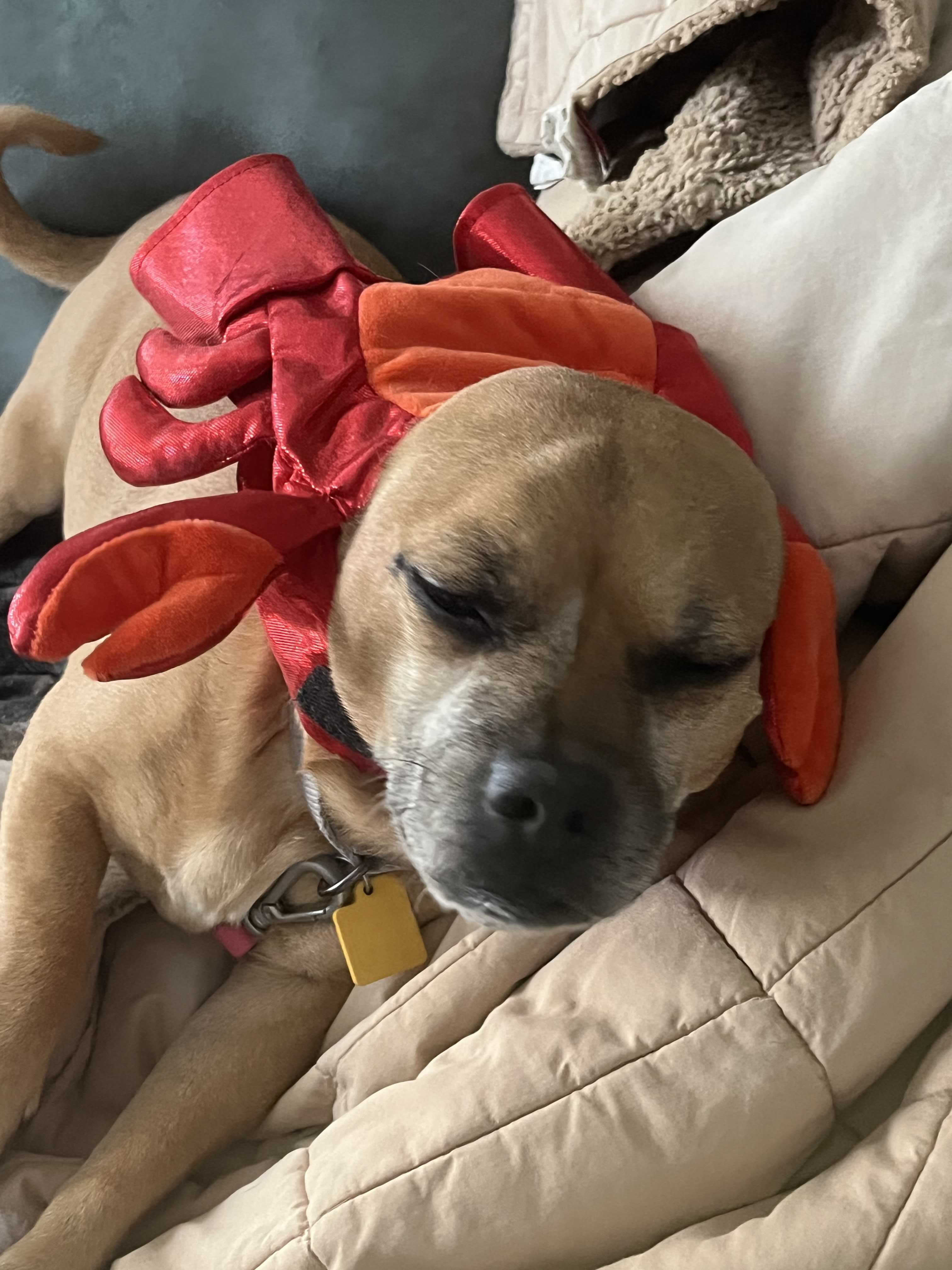 Pupper, an adoptable Pug, Chihuahua in Tracy, CA, 95304 | Photo Image 6