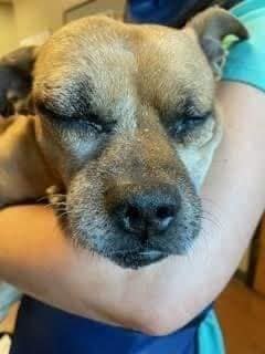 Pupper, an adoptable Pug, Chihuahua in Tracy, CA, 95304 | Photo Image 7