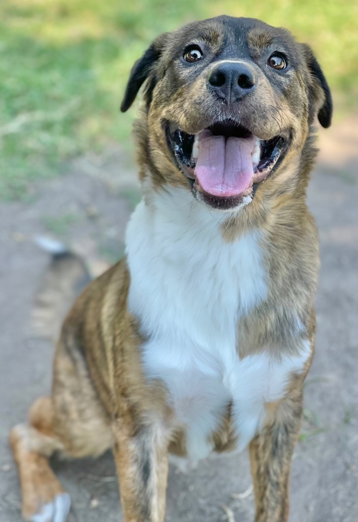 Trip, an adoptable Shepherd in Great Bend, KS, 67530 | Photo Image 2