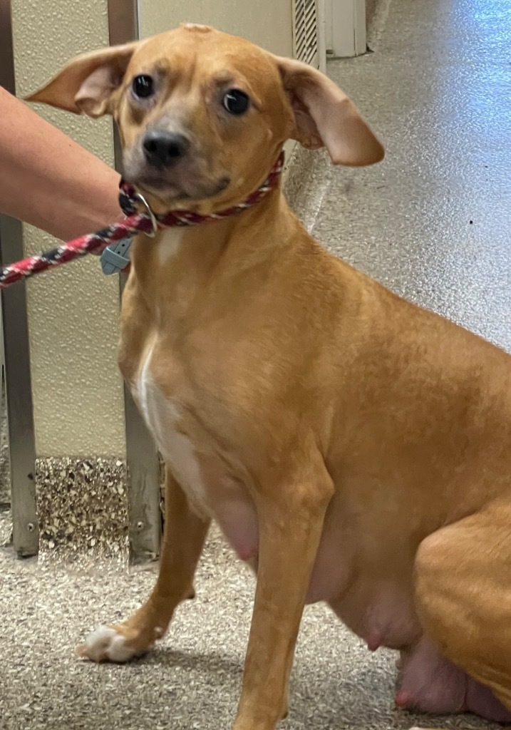 Brandy, an adoptable Chihuahua, Dachshund in Great Bend, KS, 67530 | Photo Image 2