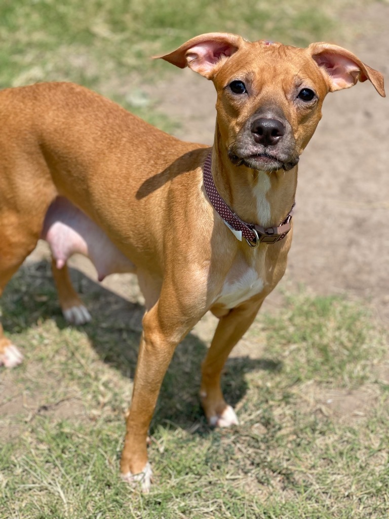 Brandy, an adoptable Chihuahua, Dachshund in Great Bend, KS, 67530 | Photo Image 3