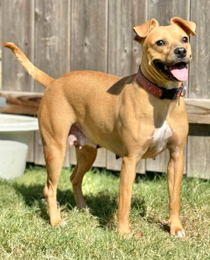 Brandy, an adoptable Chihuahua, Dachshund in Great Bend, KS, 67530 | Photo Image 4