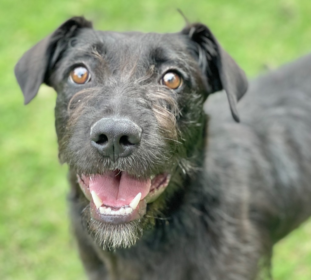 Sadie, an adoptable Schnauzer in Great Bend, KS, 67530 | Photo Image 1