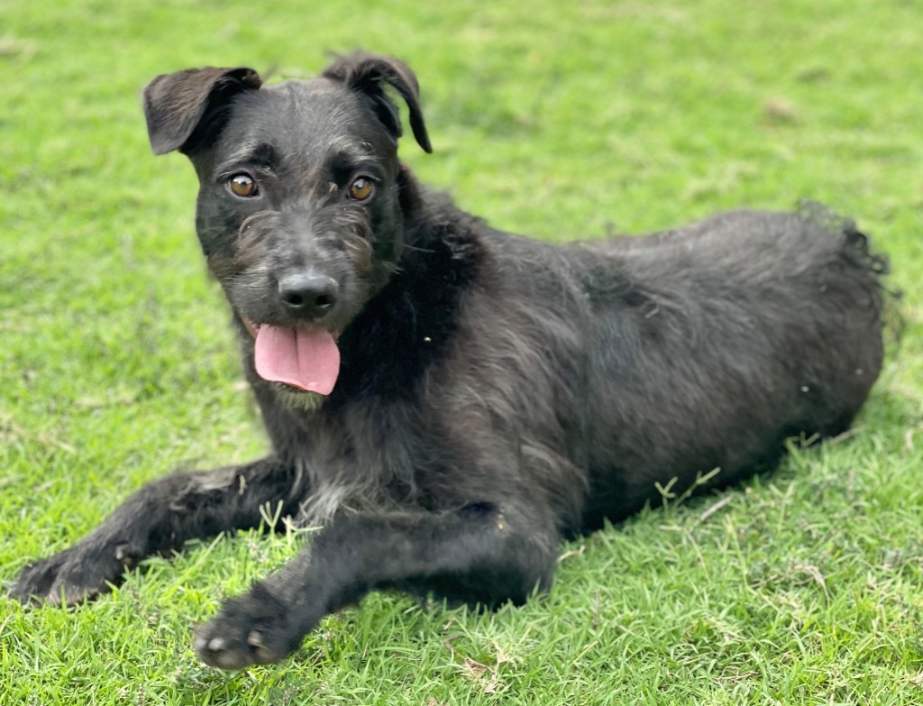 Sadie, an adoptable Schnauzer in Great Bend, KS, 67530 | Photo Image 2