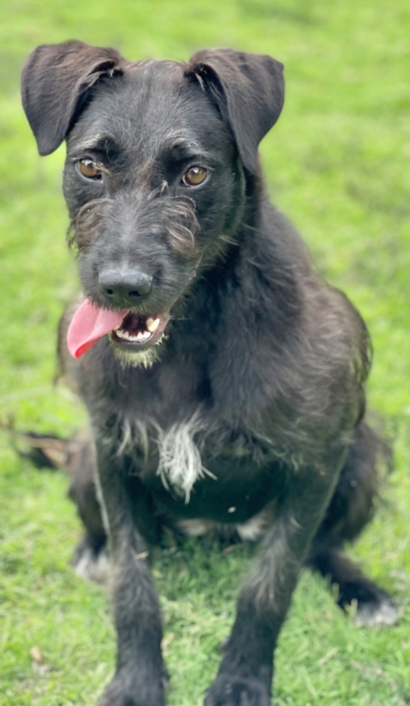 Sadie, an adoptable Schnauzer in Great Bend, KS, 67530 | Photo Image 3