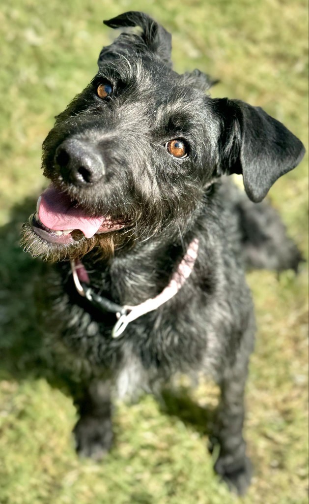 Sadie, an adoptable Schnauzer in Great Bend, KS, 67530 | Photo Image 4