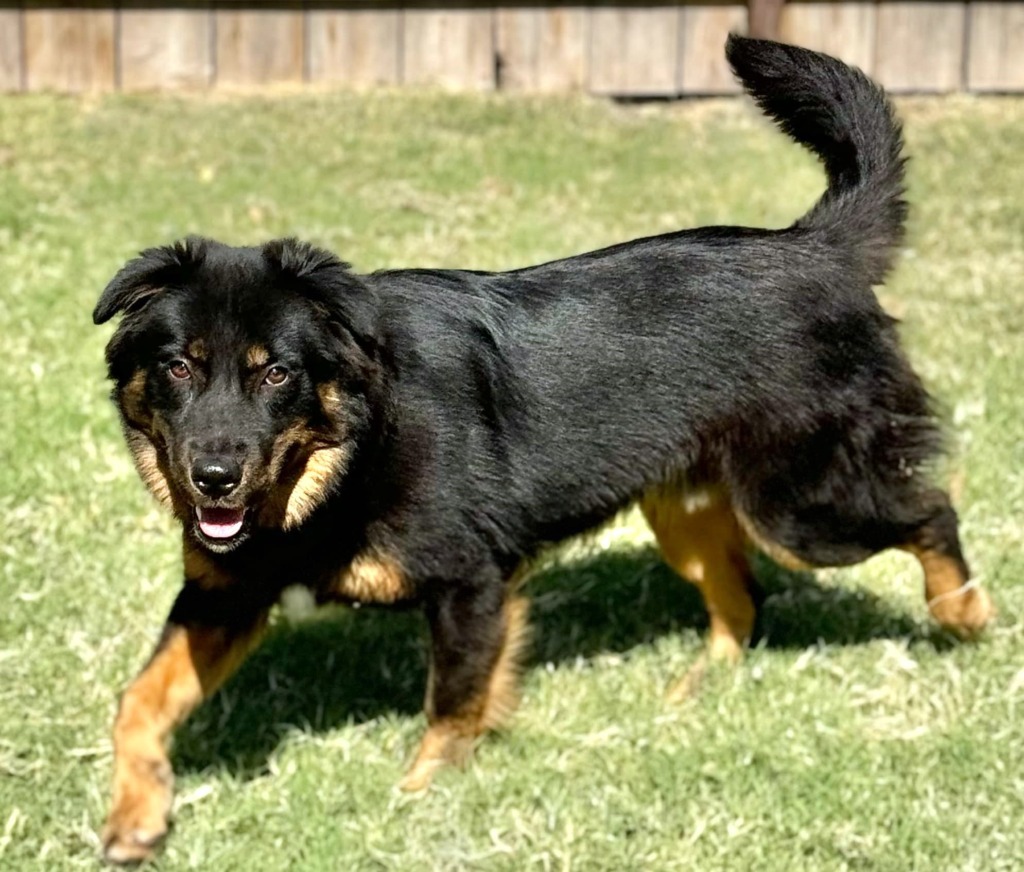 Bear, an adoptable Shepherd in Great Bend, KS, 67530 | Photo Image 1