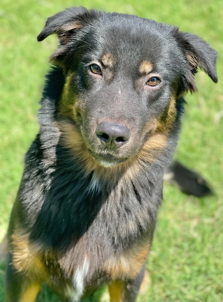 Bear, an adoptable Shepherd in Great Bend, KS, 67530 | Photo Image 2