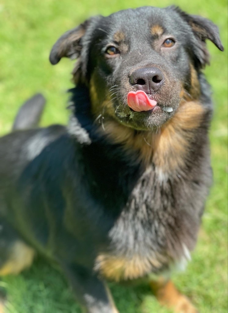 Bear, an adoptable Shepherd in Great Bend, KS, 67530 | Photo Image 3