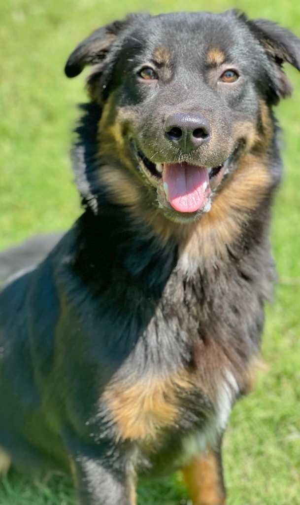 Bear, an adoptable Shepherd in Great Bend, KS, 67530 | Photo Image 4