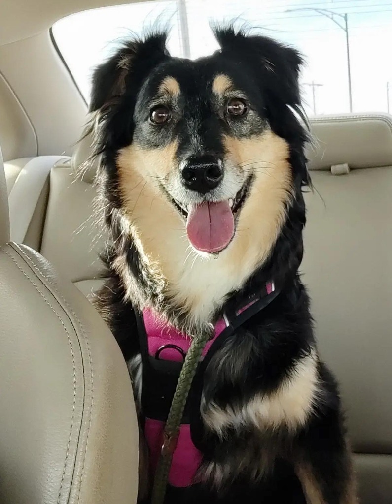 Dixie, an adoptable Australian Shepherd in Great Bend, KS, 67530 | Photo Image 1