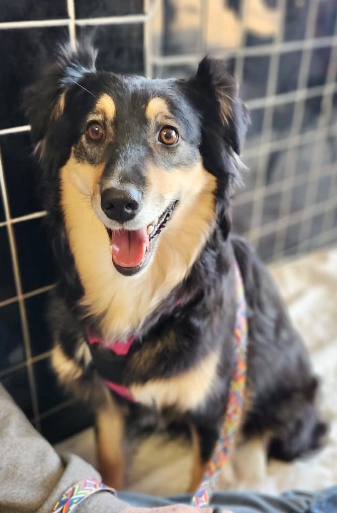 Dixie, an adoptable Australian Shepherd in Great Bend, KS, 67530 | Photo Image 3