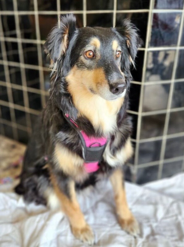 Dixie, an adoptable Australian Shepherd in Great Bend, KS, 67530 | Photo Image 4