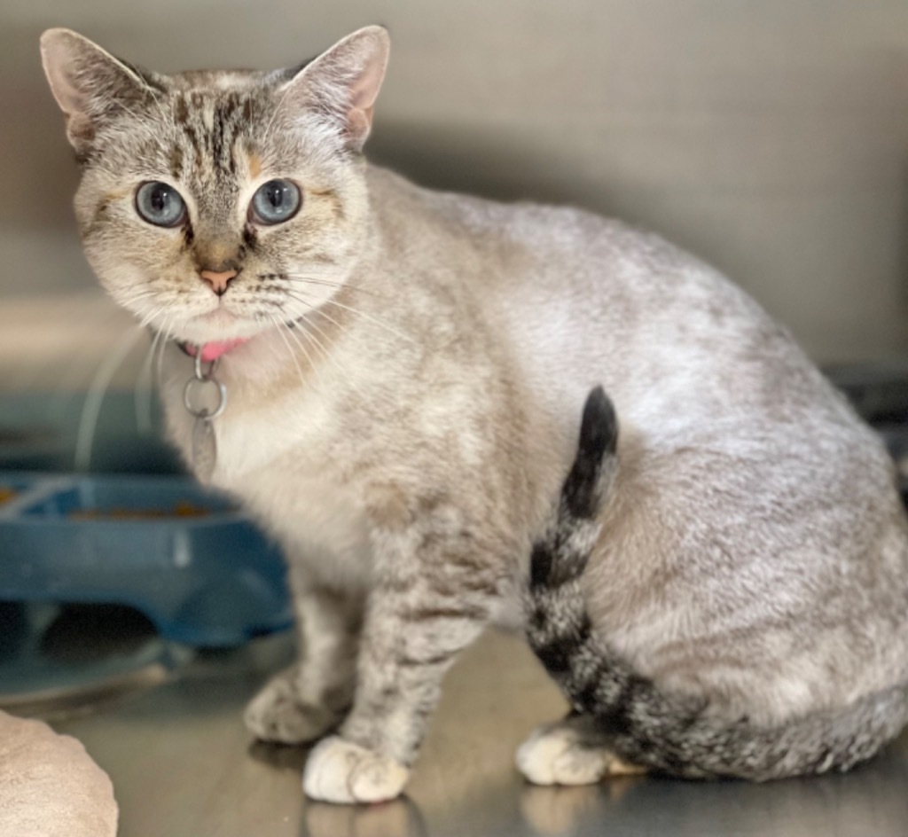 Yoshi, an adoptable Domestic Short Hair in Great Bend, KS, 67530 | Photo Image 1