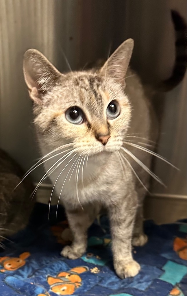 Yoshi, an adoptable Domestic Short Hair in Great Bend, KS, 67530 | Photo Image 2