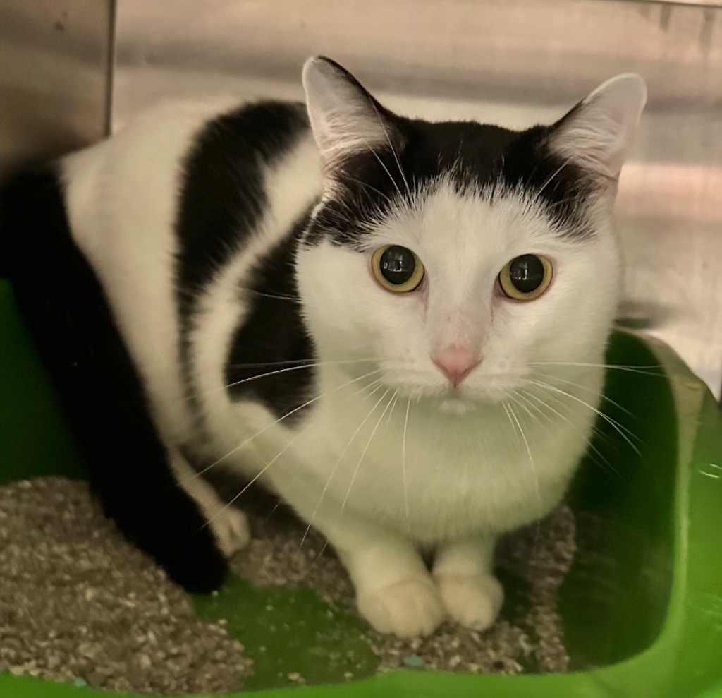 Blue / Ariel, an adoptable Domestic Short Hair in Great Bend, KS, 67530 | Photo Image 4