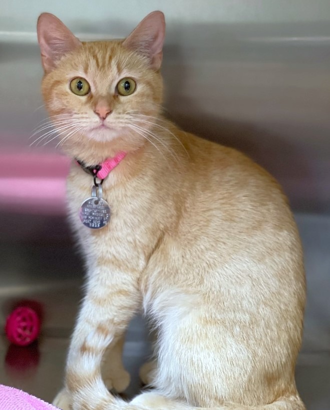 Ginger Toes, an adoptable Domestic Short Hair in Great Bend, KS, 67530 | Photo Image 1