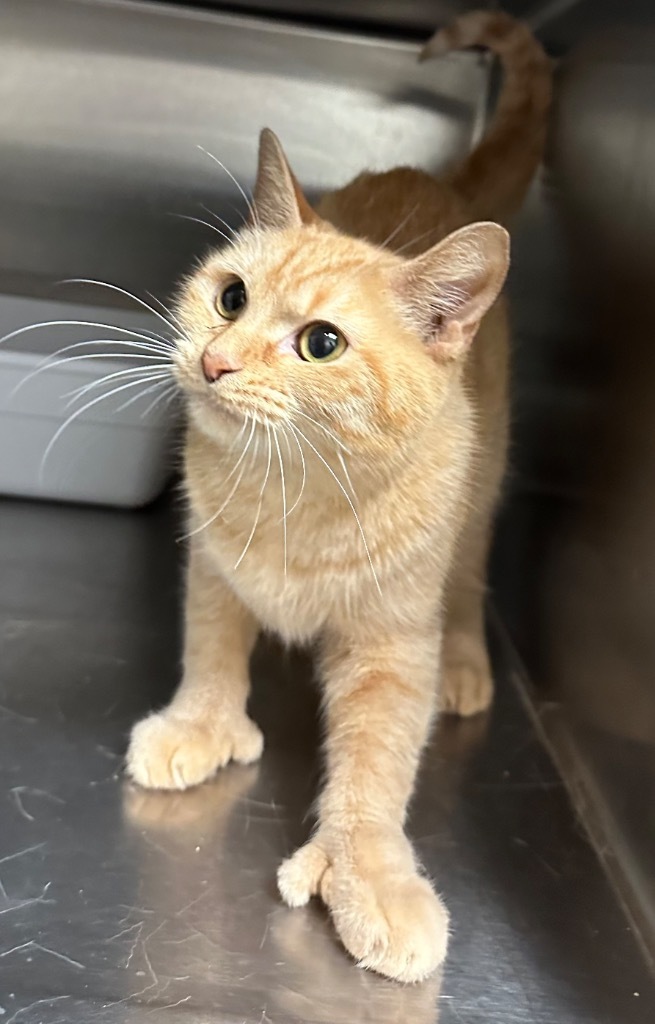 Ginger Toes, an adoptable Domestic Short Hair in Great Bend, KS, 67530 | Photo Image 2