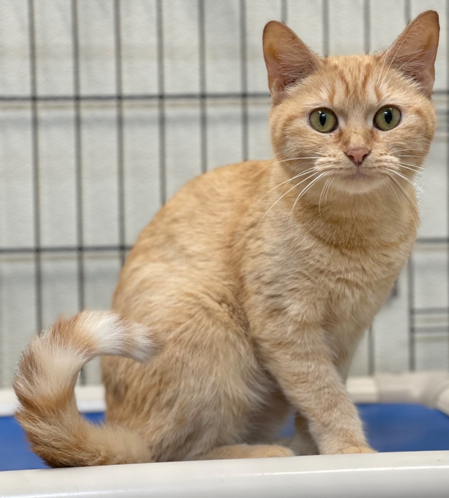 Ginger Toes, an adoptable Domestic Short Hair in Great Bend, KS, 67530 | Photo Image 3