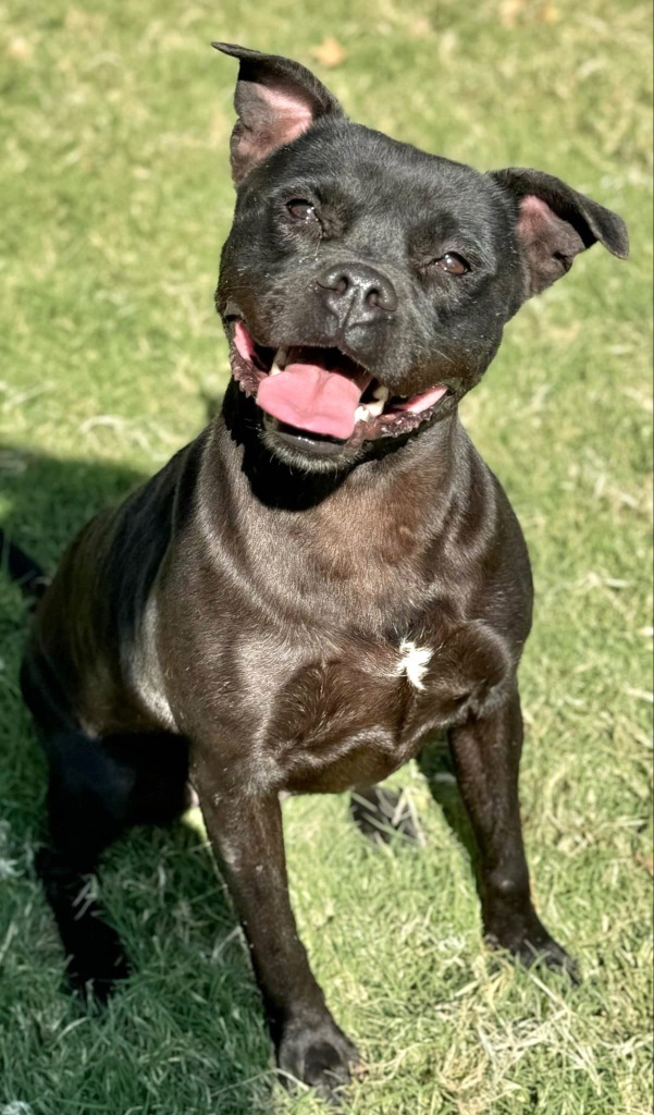 Pecan, an adoptable Pit Bull Terrier in Great Bend, KS, 67530 | Photo Image 1