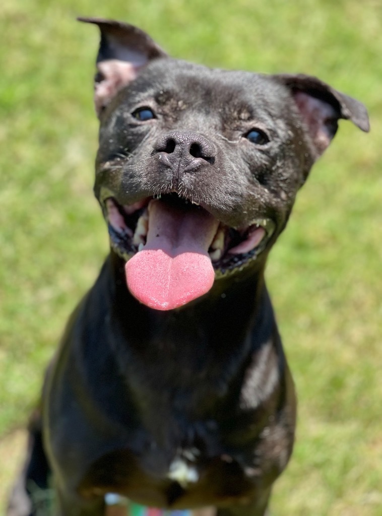 Pecan, an adoptable Pit Bull Terrier in Great Bend, KS, 67530 | Photo Image 2