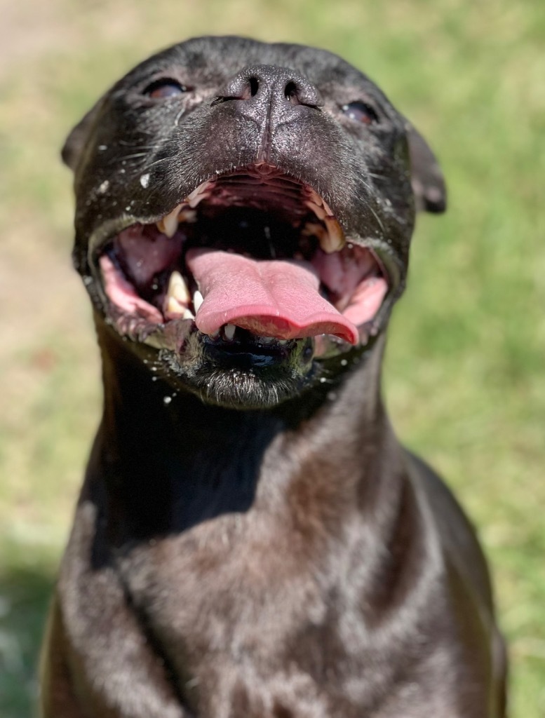 Pecan, an adoptable Pit Bull Terrier in Great Bend, KS, 67530 | Photo Image 3