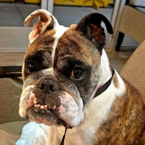 Hello My name is Rosie I may be a pure English Bulldog or I might have a splash of Frenchie